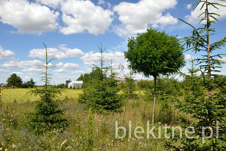 Robinia Umbraculifera