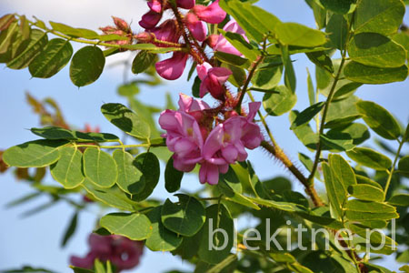 Robinia szczeciniasta
