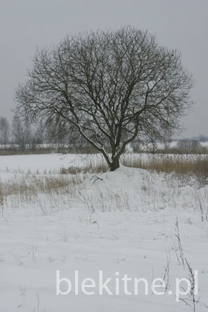 Wierzba