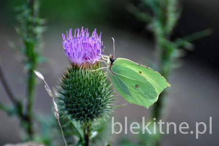 Listkowiec cytrynek 2