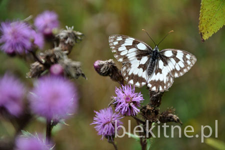 Szachownica galatea