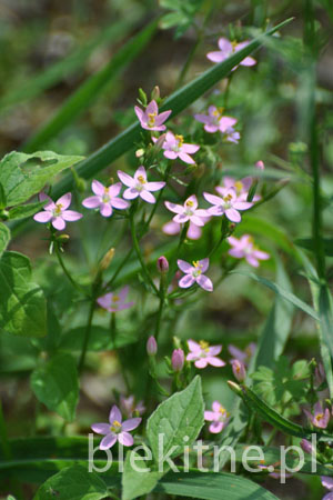 Centuria pospolita