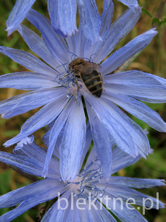 Cykoria podroznik