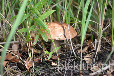 Kozlarz babka