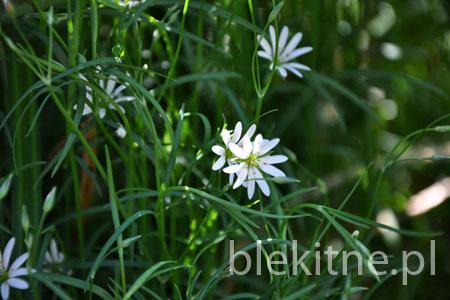 Kwiatki biale