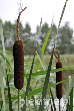Palka wodna