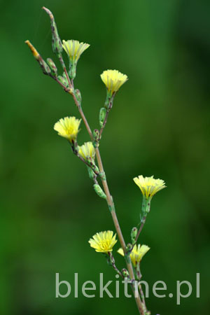 Salata kompasowa