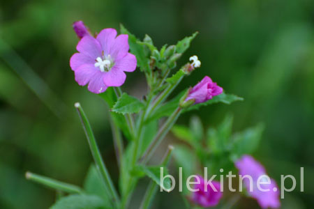 Wierzbownica kosmata