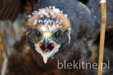 Blotniaki stawowe 2010 - 4
