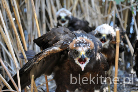 Blotniaki stawowe 2010 - 5