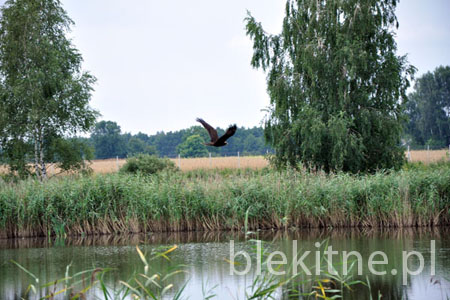 Blotniaki stawowe 2010 - 7