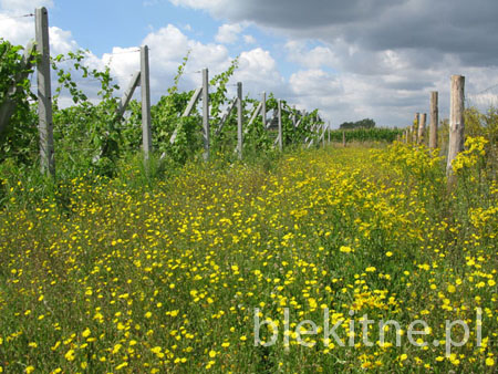 Winnica 2008 - 3