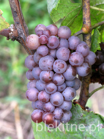 Winnica 2008 - 5