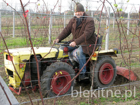 Winnica 2008 - 7