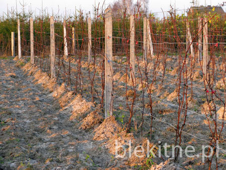 Winnica 2008 - 8