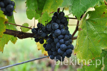 Winnica 2009 - 1
