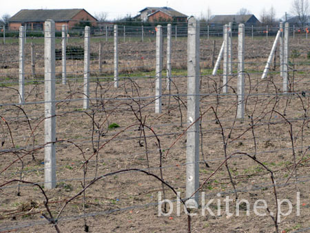 Winnica 2009 - 2