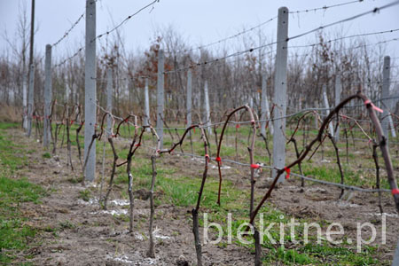 Winnica 2010 - 1