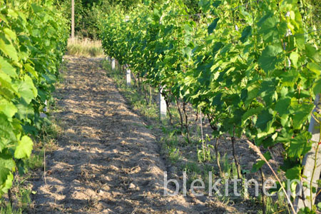 Winnica 2010 - 2