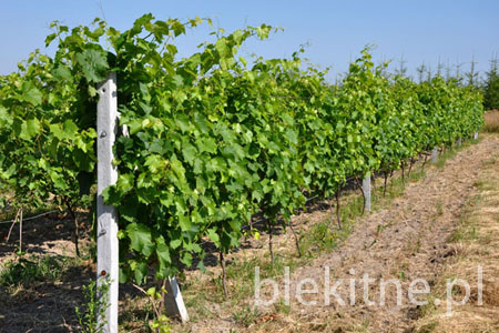 Winnica 2010 - 3